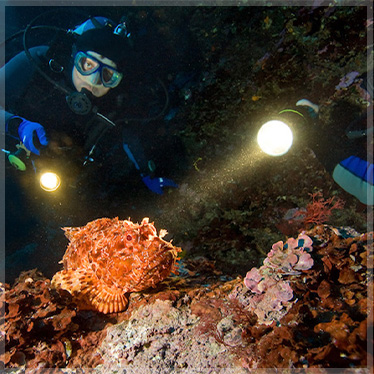 Night Dive Specialty hurghada