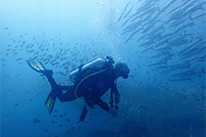 5 Days Dive Package
