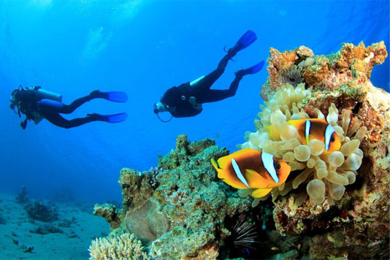 cora-reef-conservation-specialty-2